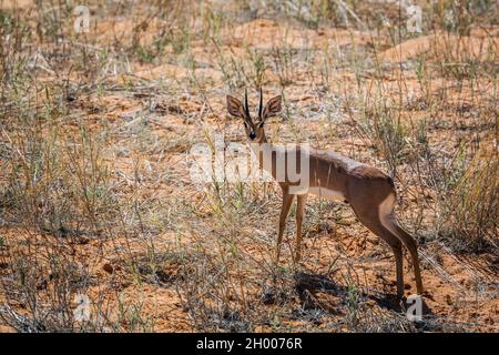 Steenbok regardant la caméra dans le parc transfrontier de Kgalagadi, Afrique du Sud ; espèce Raphicerus campestris famille des Bovidae Banque D'Images