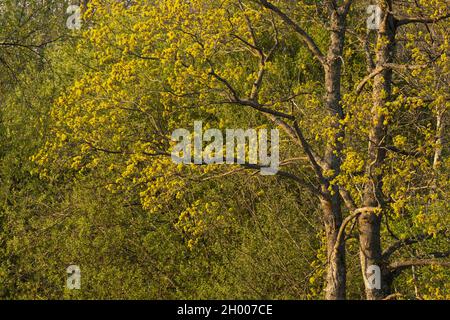 Érable de Norvège, Acer platanoides arbre floraison au printemps en Estonie, Europe du Nord. Banque D'Images