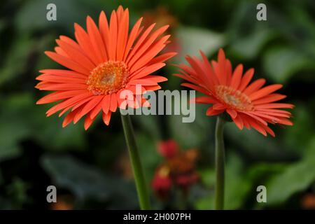 Gerbera en rouge. Photographie florale. Arrière-plan de bureau fleuri. Gerbera rouge. Arrière-plan de la nature. Feuilles vert foncé. Banque D'Images