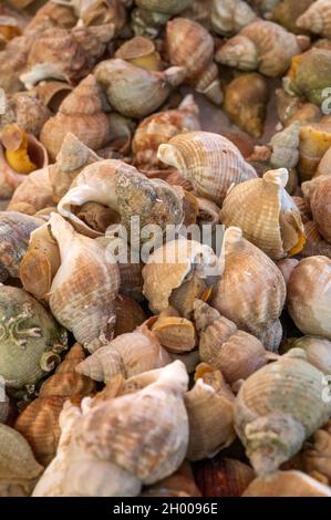 Bulots (buccin), escargots comestibles de mer d'eau froide, aux stands de la place générale de Gaulle, Nice, France Banque D'Images