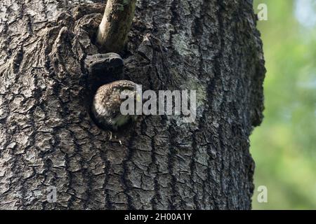 Petite chouette pygmée eurasienne, Glaucidium passerinum à la porte de son nid dans un grand Aspen. Banque D'Images