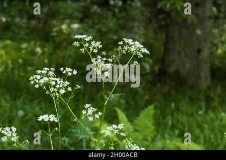 Magnifique persil de vache, Anthriscus sylvestris fleurit en début de soirée d'été en Estonie, Europe du Nord. Banque D'Images