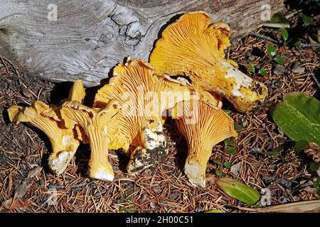 Un panier de chanterelles dorées, Cantharellus cibarius, parmi les champignons les plus comestibles de la nature.Ils étaient dans le CASC du Nord-Ouest du Pacifique Banque D'Images