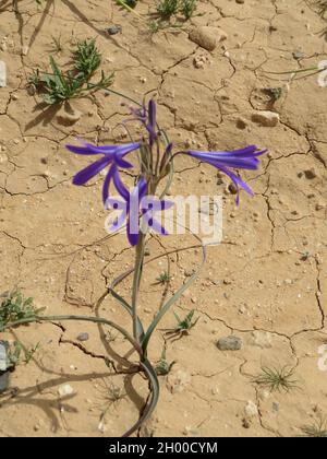 Un cliché vertical du nénuphar de la lavande (Ixiolirion tataricum) dans un environnement chaud Banque D'Images