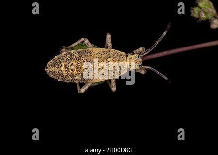 Bug Nymph à pied de feuille de l'espèce Catorhitha guttala Banque D'Images