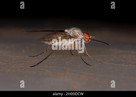 Abeille adulte mouche de la famille Bombyliidae Banque D'Images