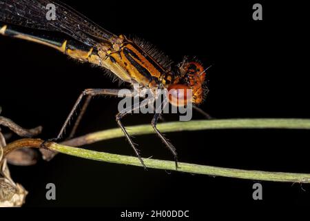 Damselfly adulte à ailes étroites de la famille des Coenagrionidae Banque D'Images