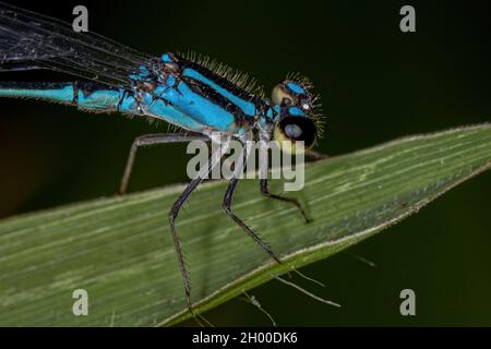 Damselfly adulte à ailes étroites de la famille des Coenagrionidae Banque D'Images