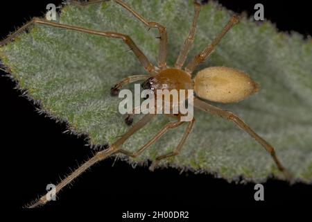 Araignée à long pattes mâle adulte du genre Cheiracanthium Banque D'Images