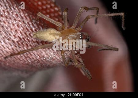 Araignée à long pattes mâle adulte du genre Cheiracanthium Banque D'Images