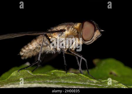 Abeille adulte mouche de la famille Bombyliidae Banque D'Images