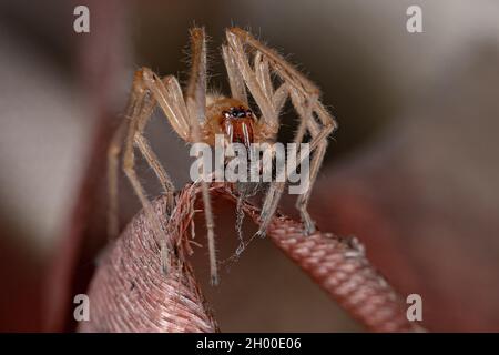 Araignée à long pattes mâle adulte du genre Cheiracanthium Banque D'Images