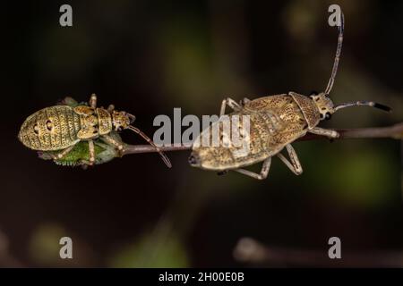 Bug Nymph à pied de feuille de l'espèce Catorhitha guttala Banque D'Images