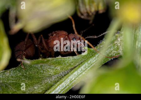 Adulte Femme Acromyrmex Leaf-Cutter Queen Ant du genre Acromyrmex Banque D'Images