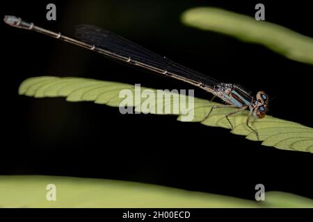 Damselfly adulte à ailes étroites de la famille des Coenagrionidae Banque D'Images