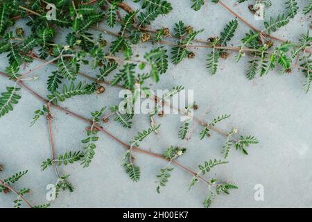 Les branches de la plante du diable-épine brindilles avec des feuilles vertes sur le gris Banque D'Images