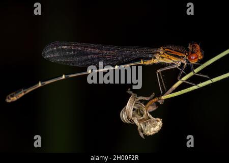 Damselfly adulte à ailes étroites de la famille des Coenagrionidae Banque D'Images