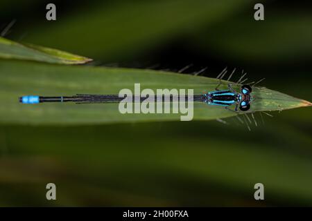 Damselfly adulte à ailes étroites de la famille des Coenagrionidae Banque D'Images