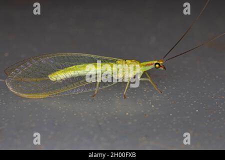 Lacuration verte typique du genre Ceraeochrysa Banque D'Images