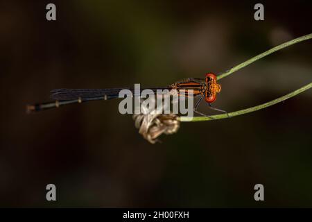 Damselfly adulte à ailes étroites de la famille des Coenagrionidae Banque D'Images