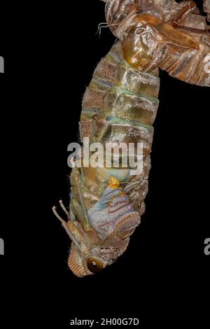 Adulte géant Cicada de l'espèce Quesada gigas en cours de traitement de l'ecdysis dans lequel la cicada évolue à l'étape adulte abandonnant l'ancien exosquelette th Banque D'Images