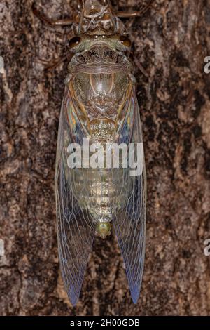 Adulte géant Cicada de l'espèce Quesada gigas en cours de traitement de l'ecdysis dans lequel la cicada évolue à l'étape adulte abandonnant l'ancien exosquelette th Banque D'Images