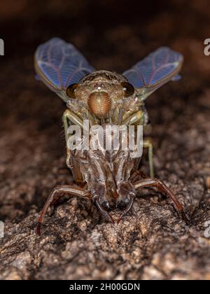 Adulte géant Cicada de l'espèce Quesada gigas en cours de traitement de l'ecdysis dans lequel la cicada évolue à l'étape adulte abandonnant l'ancien exosquelette th Banque D'Images