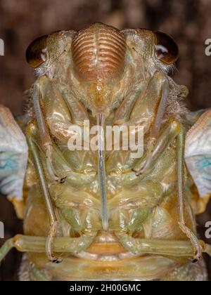 Adulte géant Cicada de l'espèce Quesada gigas en cours de traitement de l'ecdysis dans lequel la cicada évolue à l'étape adulte abandonnant l'ancien exosquelette th Banque D'Images