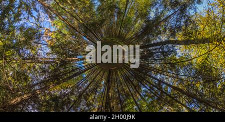 panorama de petite planète hyperbolique à 360 degrés projection du panorama sphérique complet dans le jour ensoleillé de l'automne dans une forêt de pins avec ciel bleu Banque D'Images