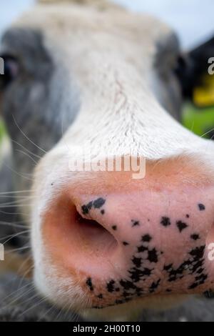 gros plan de jolies vaches adorables font face à un grand nez rose Banque D'Images
