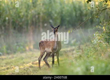 Jeune tiche (femelle de cerf rouge) debout sur le pré devant le roseau en arrière-plan.Faune dans l'habitat naturel Banque D'Images