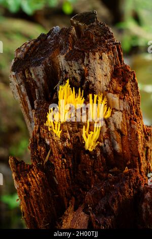 Champignons stagshorn Calocera viscosa poussant sur une souche d'arbre. Banque D'Images