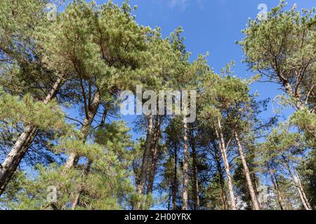 Forêt de Newborough, pays de Galles: Conifères plantation de pins corses sur la côte d'Anglesey. Banque D'Images