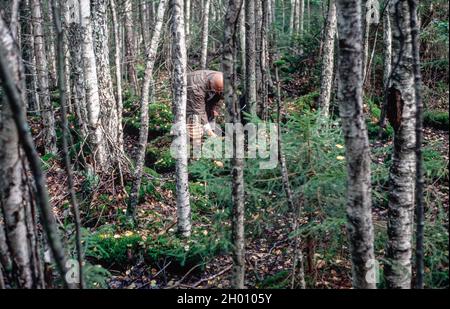 rassemblement de champignons dans la forêt i suède Banque D'Images