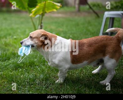 Chien mignon retiré masque chirurgical du visage et portant dans la bouche dans le jardin Banque D'Images