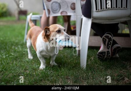 Chien mignon retiré masque chirurgical du visage et portant dans la bouche dans le jardin Banque D'Images