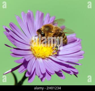 Détail de l'abeille ou de l'abeille en latin APIs mellifera, abeille européenne ou occidentale assise sur la fleur violette isolée sur fond vert, Hon doré Banque D'Images