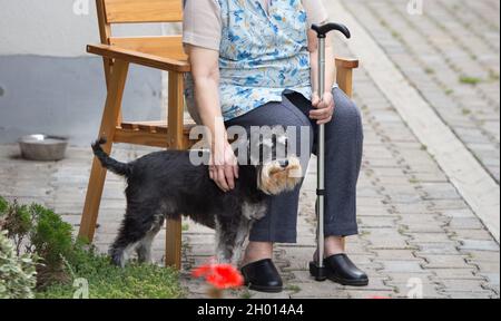 Chien mignon miniature schnauzer debout à côté de la vieille dame avec bâton Banque D'Images