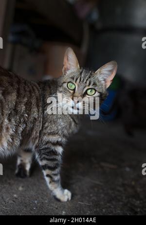 Vue arrière du joli chat tabby qui regarde par-dessus l'épaule Banque D'Images