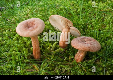 Le champignon Lactarius quietus (chêne Milkcap) se trouve exclusivement sous les chênes et se trouve en Europe et en Amérique du Nord. Banque D'Images