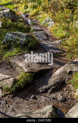 Des rochers couverts de mousse et des racines d'arbres exposées bordent un sentier de randonnée à travers la forêt de montagne près d'Orbey dans les Vosges, Alsace, France. Un ruisseau étroit coule le long du chemin, la lumière du soleil tombe en biais à travers la canopée. Banque D'Images