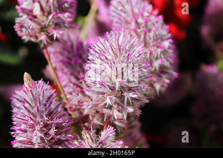 Fleurs de plumes roses sur une plante Joey Banque D'Images