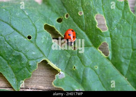 Coccinelle sur une feuille avec des trous.Feuille de radis vert mangée par les insectes.Parasites dans le jardin qui mangent les feuilles de légumes.Coccinelle dans le jardin Banque D'Images