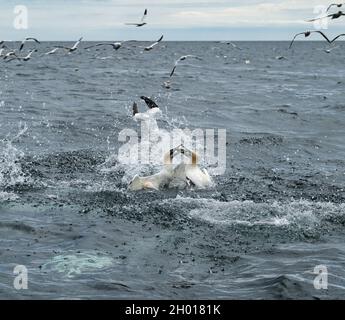 Mannets du Nord (Morus bassanus) plongée pour un poisson de hareng à Firth of Forth, Écosse, Royaume-Uni Banque D'Images