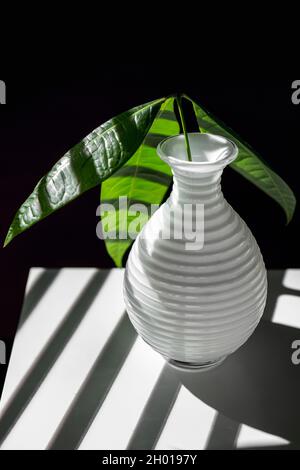 Image de pachira aquatica boutures dans un petit vase blanc sur une étagère blanche Banque D'Images