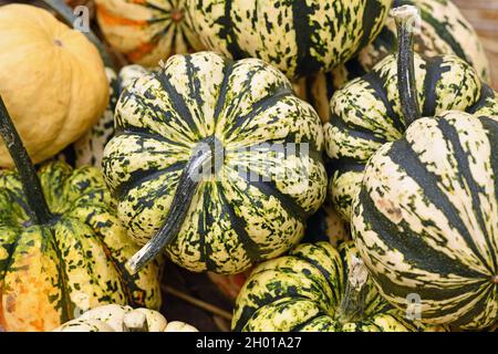 Squache de carnaval blanc avec rayures vert foncé sur un tas de citrouilles Banque D'Images