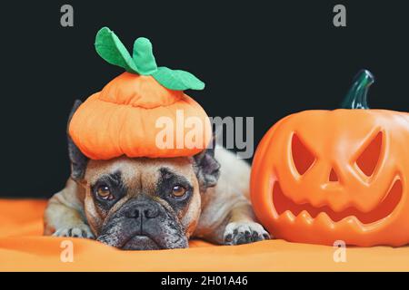 Joli chien de taureaux français avec chapeau de citrouille déguisé Halloween couché devant un fond noir Banque D'Images