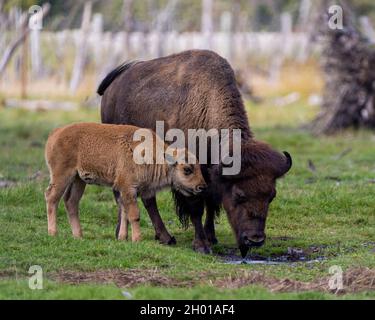 Bison adulte avec bébé bison eau potable dans le champ dans leur environnement et leur habitat environnant. Buffalo photo. Banque D'Images