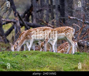 Troupeau de cerfs-jachères animaux fourragent dans le champ avec de l'herbe et des arbres dans son environnement et son habitat environnant.Image de cerf de jachère. Banque D'Images