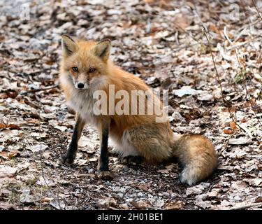 Renard roux assis sur un fond de feuilles brunes au printemps, montrant la queue de renard, la fourrure, dans son environnement et son habitat.Fox image.Image. Banque D'Images